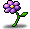Purple Snail Flower