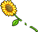 潮汐Sunflower Stalk 预览