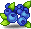 Blueberry Accent