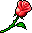 潮汐Red Rose